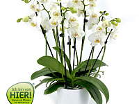 orchideen ibvh 01